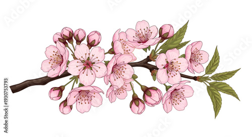Beautiful pink cherry blossoms on branch with leaves