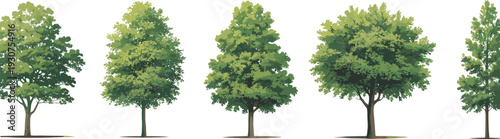 Set of five deciduous tree illustrations with varied canopy shapes, foliage densities, and green hues, ideal for botany studies, landscape design, and educational projects