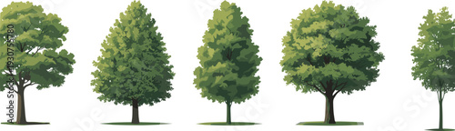 Set of five deciduous tree illustrations showcasing diverse canopy shapes, foliage densities, and branching patterns, ideal for botany studies, landscape design, and educational projects