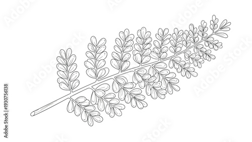 Detailed line art drawing of a single fern leaf with many small leaflets arranged along a central stem in a natural style.