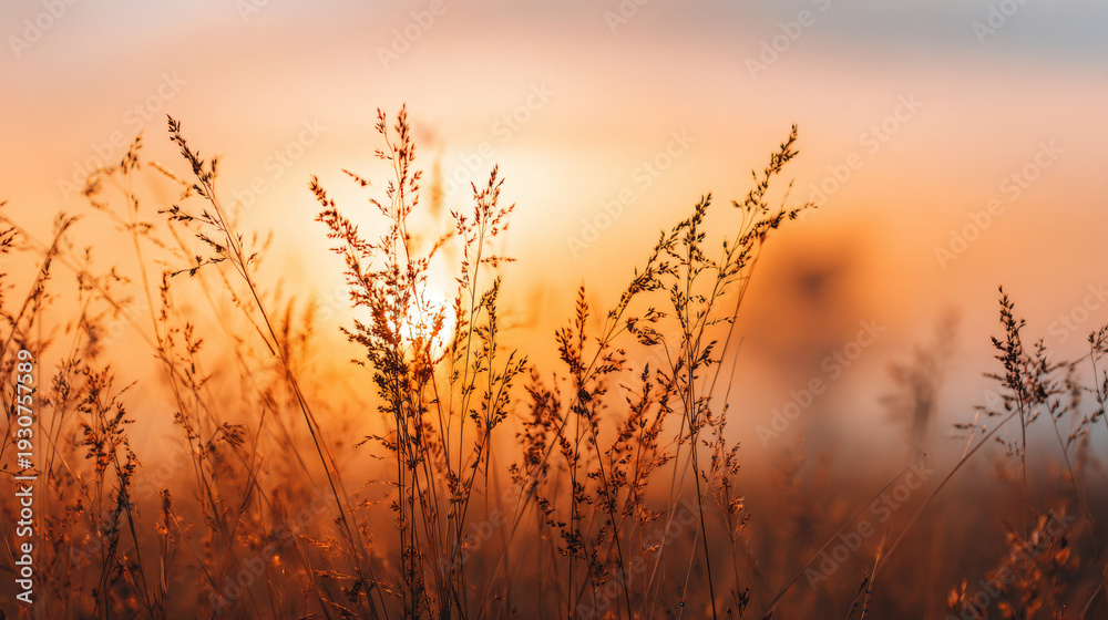 Fototapeta premium Flowing grass flowers under soft early morning sky, peaceful Zen mood nature background with calm spring and summer aesthetic atmosphere