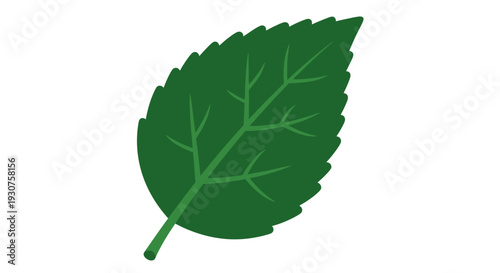 Green leaf with stem and veins.