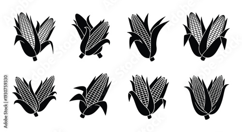 Collection of black and white corn cobs with husks displayed in various angles