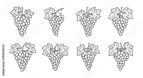Illustrations of grape bunches in varying shades and arrangements