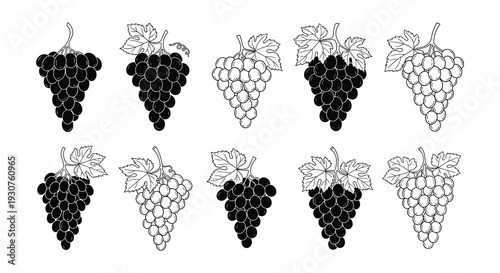 Illustrations of grape bunches in varying shades and arrangements