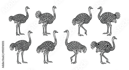 Collection of intricately patterned ostrich illustrations in various poses