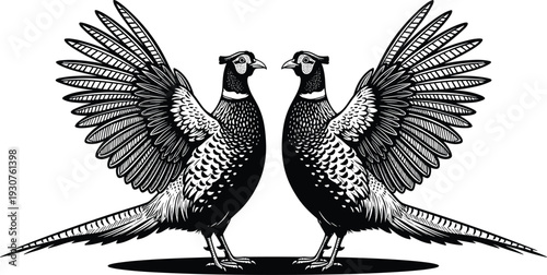 Black and white pheasant illustration pair, symmetrical vintage engraving style birds with spread wings detailed vector isolated on gray background