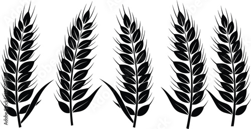 Black and white wheat ear illustration set, detailed cereal grain silhouettes isolated on gray background agricultural vector collection for farming design