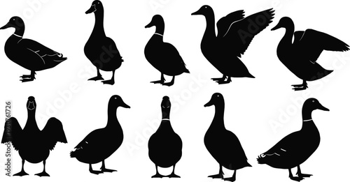 Black duck silhouette collection, multiple poses domestic waterfowl vector set isolated on gray background for farming, wildlife and design projects