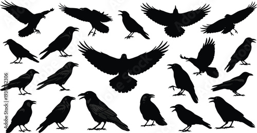 Crow and raven silhouette collection, black flying and perched bird vector set isolated on gray background for gothic wildlife design