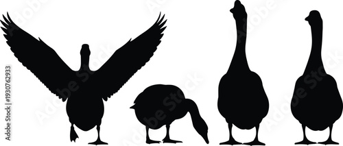 Goose Silhouette Set, Domestic Farm Bird Poses Including Standing, Grazing and Spread Wings Vector Illustration Isolated on White Background for Agriculture Design
