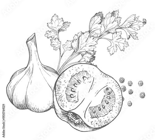 Composition of the tomatoes, parsley, green onion and black pepper. Vector colored ink styled handmade illustration. For packaging design, cards, cover, prints, product labels and fabric.