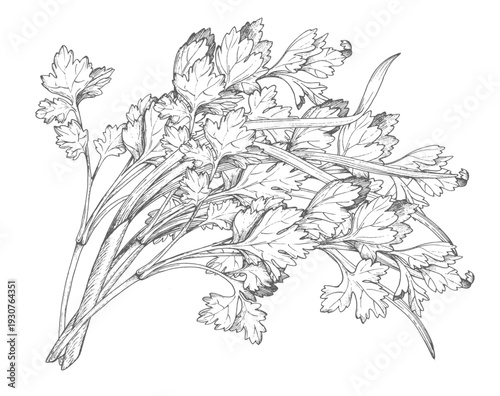 A bunch of parsley and green onions. Vector colored ink styled handmade illustration. For packaging design, cards, cover, prints, product labels and fabric.