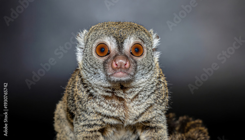 Slow Loris Centered Portrait