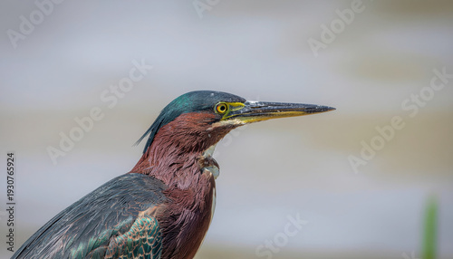 Ultra Realistic Fine Art Portrait Of A Green Heron Centered Composition