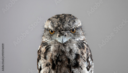 Ultra Realistic Fine Art Portrait Of A Tawny Frogmouth Perfectly Centered