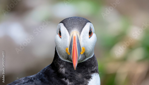 Ultra Realistic Fine Art Portrait Of An Atlantic Puffin Perfectly Centered