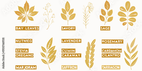 Illustrative collection of various herbs and spices with labeled imagery