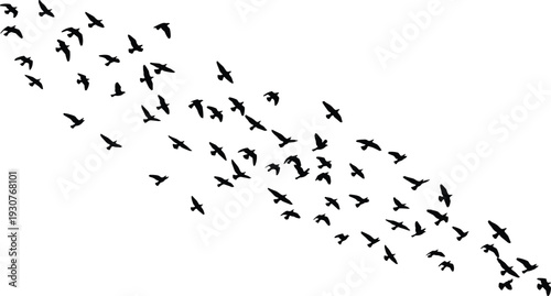 Black Flying Bird Silhouettes Flock Isolated on White Background for Migration Concept Wild Animals Group Nature Art and Freedom Design