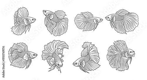 Detailed line art illustrations of betta fish in various poses