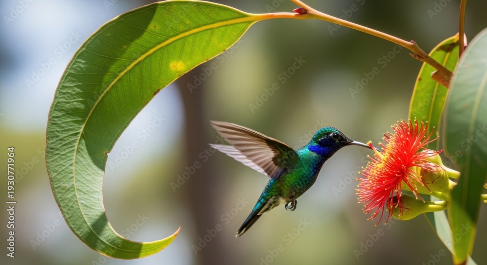 Obraz premium Vibrant hummingbird feeding on a blooming flower in nature