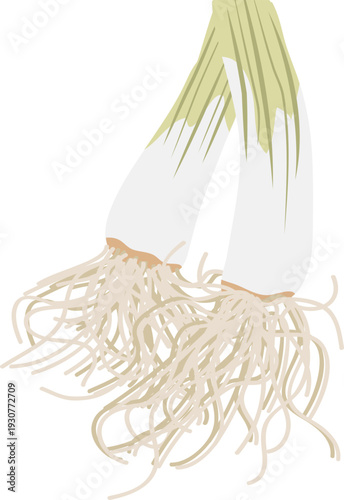 육수용 대파뿌리