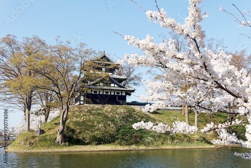 Wallpaper Mural The Tenshu Tower of Takada Castle perching on the green hill and Sakura (cherry blossom) trees in full bloom by the moat on a sunny spring day, in Takada Castle Park, Joetsu City, Niigata, Japan Torontodigital.ca