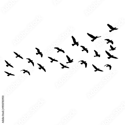 Group of birds in flight across a clear sky creating a dramatic silhouette arrangement.