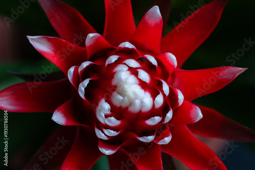 Guzmania Bromeliad flower macro on dark background. Image from above