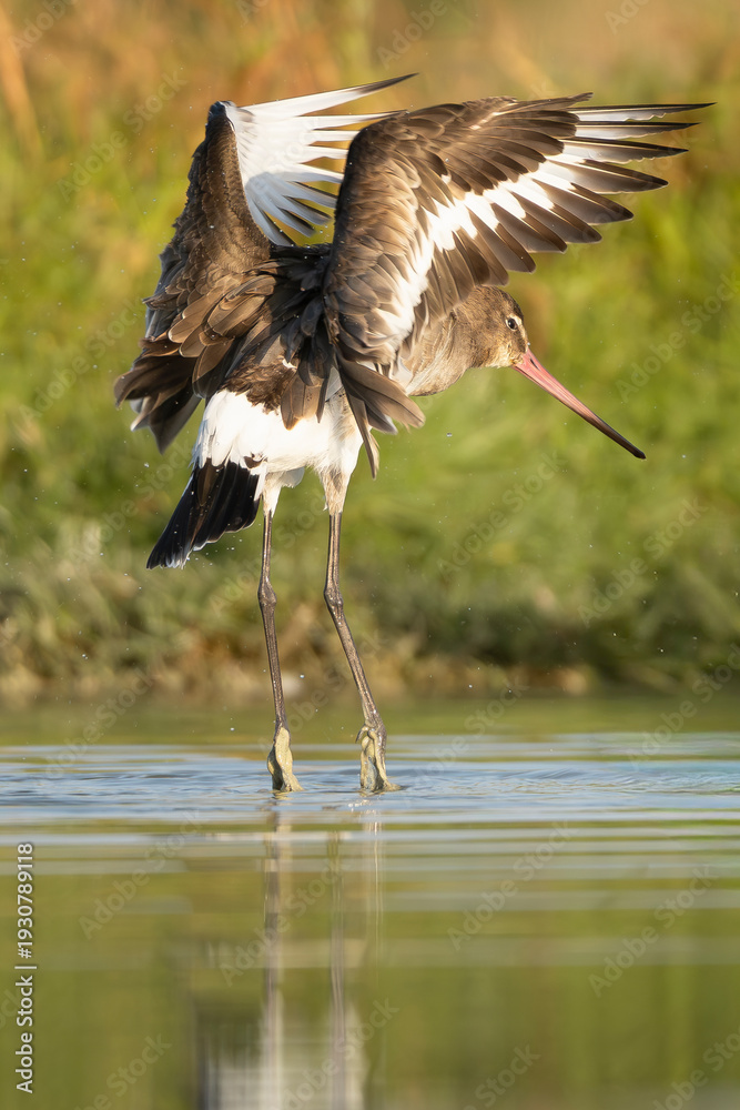Fototapeta premium Black-tailed Godwit - Limosa limosa stretching wings at Khawr ad Dahariz, Oman. Stunning action shot of a wader in golden light with a water reflection. Perfect for nature stock.