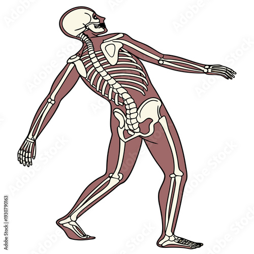 Human skeleton with muscles illustrated in brown and white