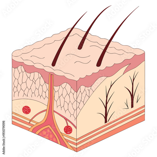 Cross section of skin with hair follicles and vessels