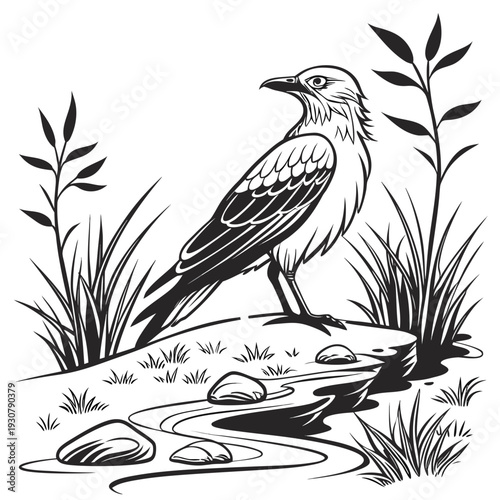 Black and white of bird standing on rock by creek grass