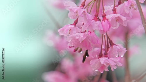 雨に濡れた桜の花