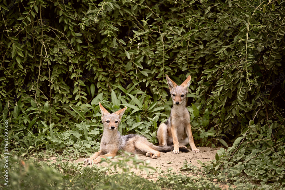 Obraz premium Two alert Black-backed Jackal cubs (Lupulella mesomelas) resting by their den, Botswana wildlife 