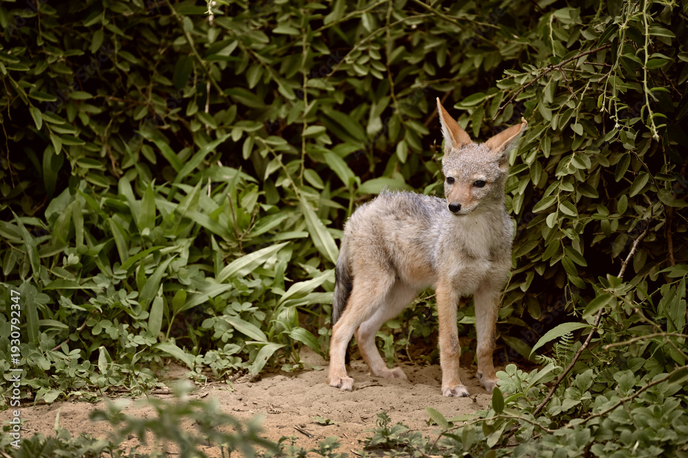 Obraz premium Young Black-backed Jackal cub (Lupulella mesomelas) standing by its den, Botswana wildlife