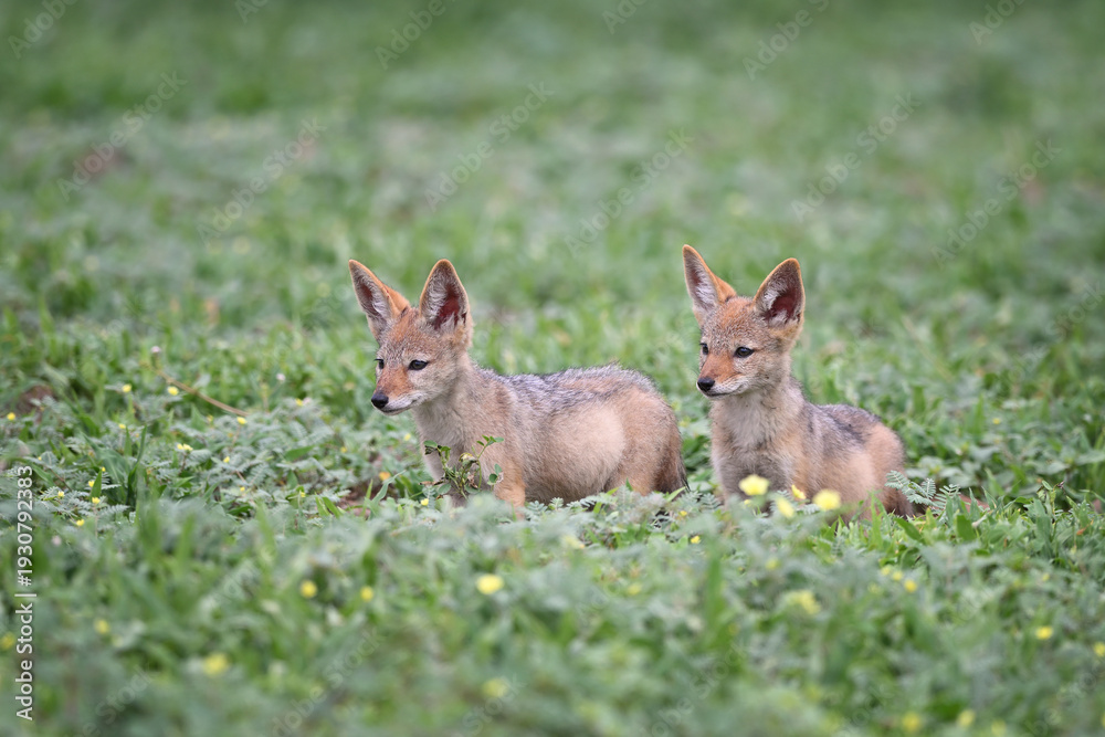 Obraz premium Two young Black-backed Jackal cubs (Lupulella mesomelas) looking away in the grass, Botswana wildlife 
