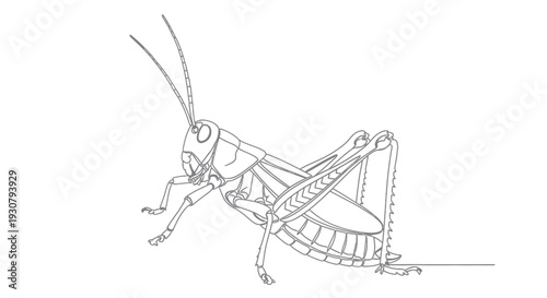 Photos Detailed Line Drawing of a Grasshopper.