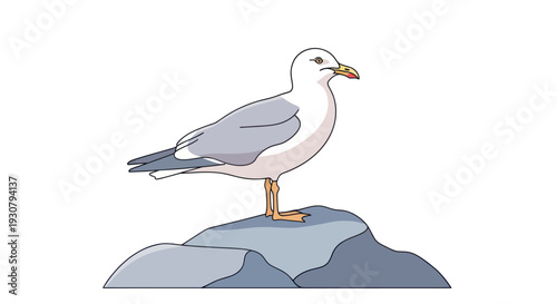Seagull Standing on Rock Illustration.