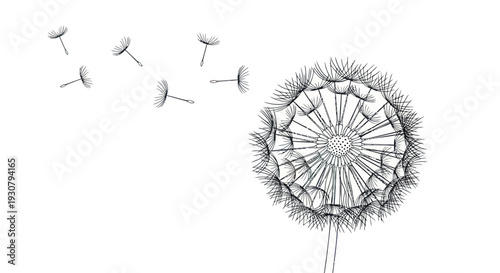 Dandelion Seeds Dispersing in the Air.