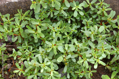 In the soil, like a weed grows purslane (Portulaca oleracea)