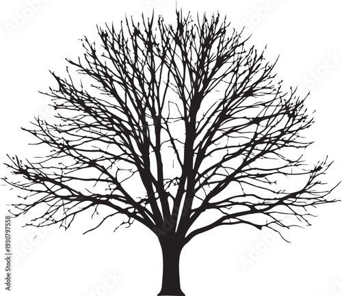 A majestic black and white illustration of a tree with intricate branches
