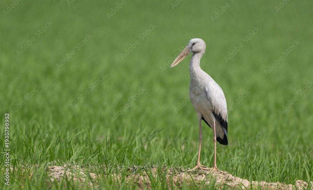 Fototapeta premium An Asian openbill or Asian openbill stork (Anastomus oscitans).