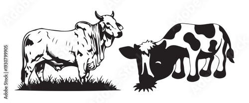 Foto Silhouette and Outline of Cow and Zebu Bull Vector Illustration