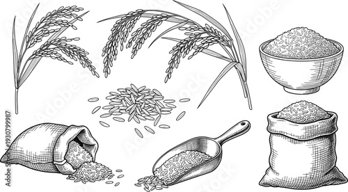 Hand Drawn Rice Plant and Grain Vector Illustration Set with Paddy Ears Bowl Sack Scoop and Harvest Sketch Collection