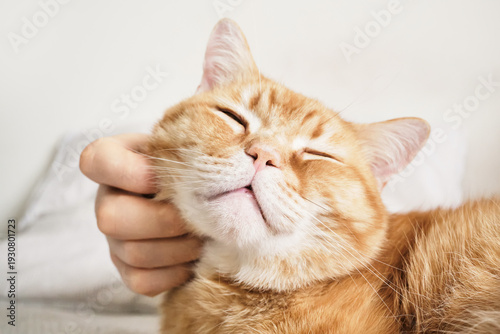 Wallpaper Mural Hand petting ginger tabby cat enjoying affection with eyes closed Torontodigital.ca