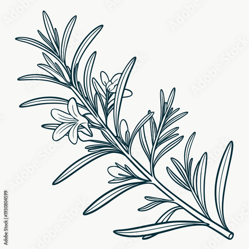 A detailed illustration of a sprig of rosemary with delicate leaves and stems