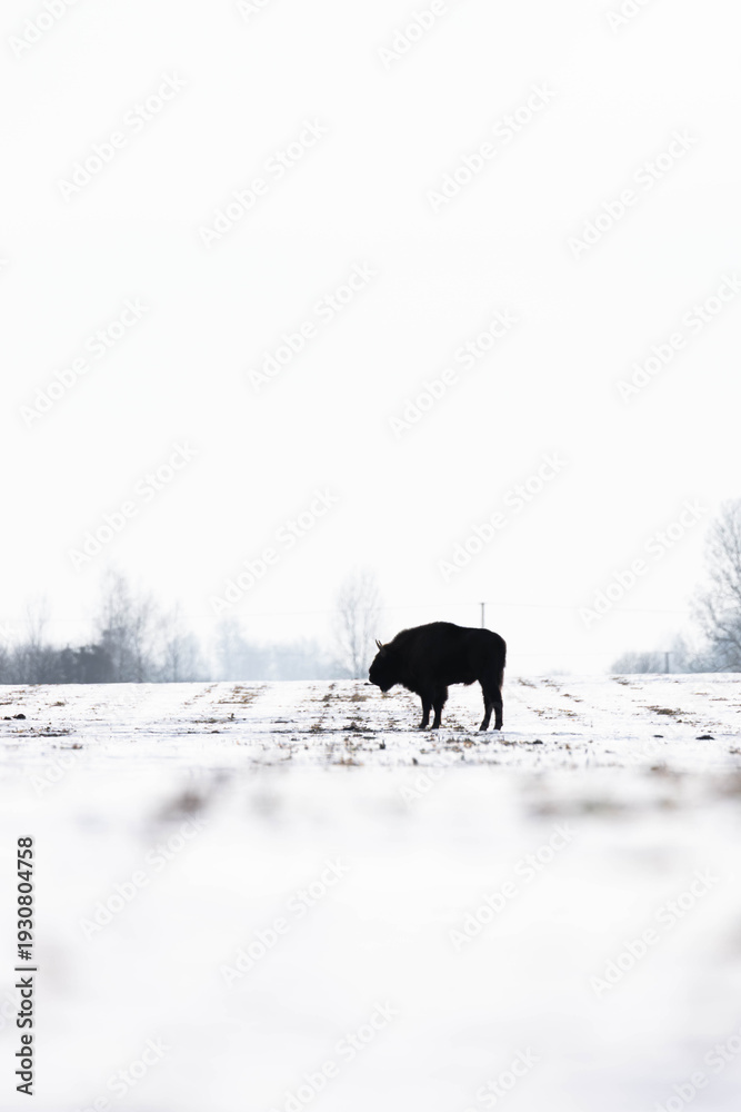 Naklejka premium Bison im Feld im Schnee