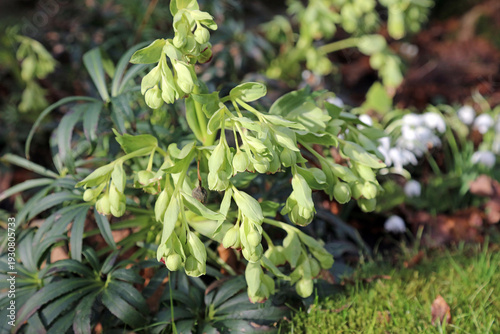 Photography Macro image of Stinking Hellebore blooms, Derbyshire England