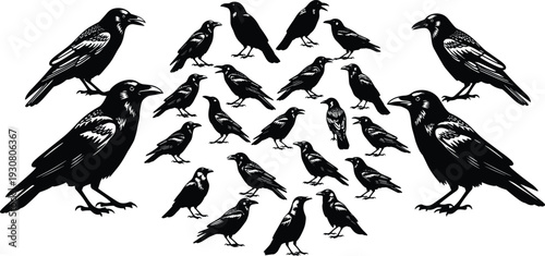 Black crow and raven silhouettes set isolated on white background, collection of flying and standing birds, gothic wildlife illustration for design and decoration